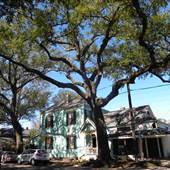 Opelousas Oaks