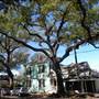 Opelousas Oaks