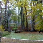 Dewy Reed Swamp
