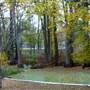Dewy Reed Swamp