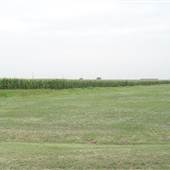 Corn Fields at Angola