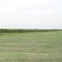 Corn Fields at Angola