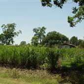 Donaldsonville