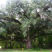 Beasley Property