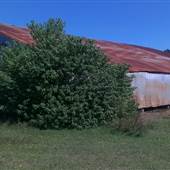 WHIPPOORWILL FARM SHONGALOO LOUISIANA