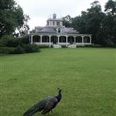 Jeff Island Plantation