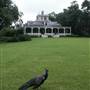 Jeff Island Plantation